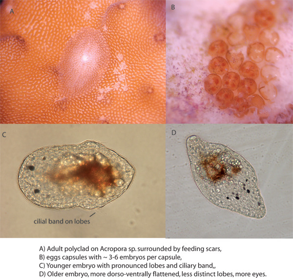 Amakusaplana acroporae Aefw_zps2573e19d