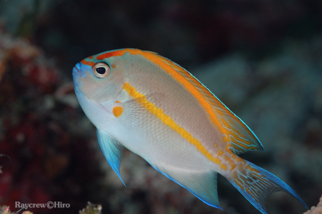 Praktkeiser (Genicanthus bellus) Bellus