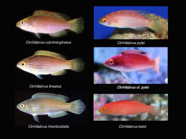 Cirrhilabrus lineatus Female-comparison