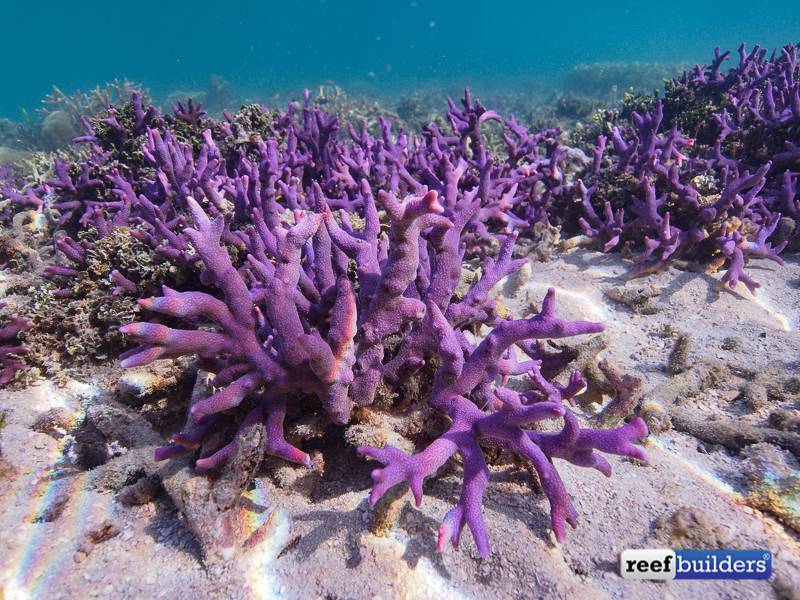 Montipora digitata Montipora-digitata-purple-3