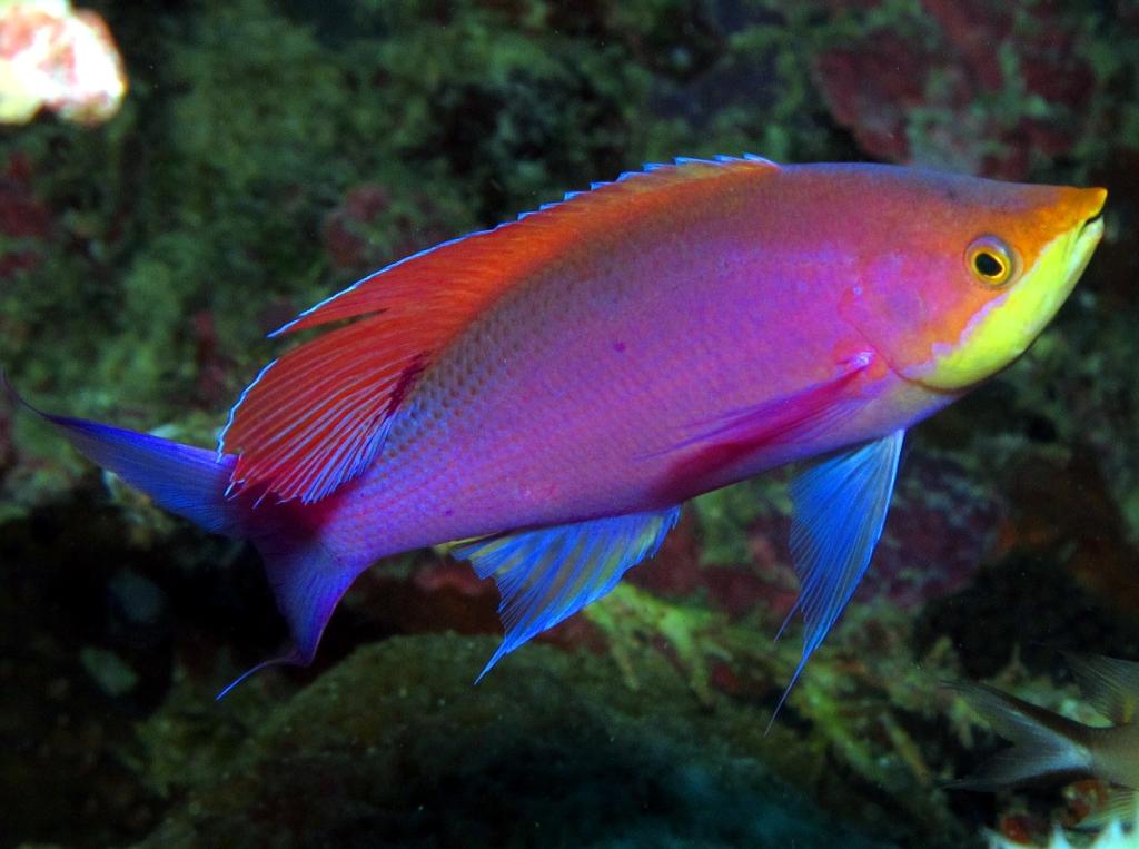 Pseudanthias tuka Purpleanthias1_1