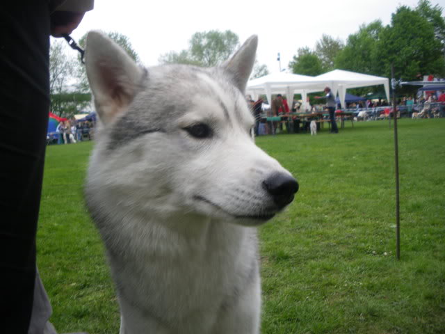 sibirian husky (sibirski haski) - Page 2 IMGP1190