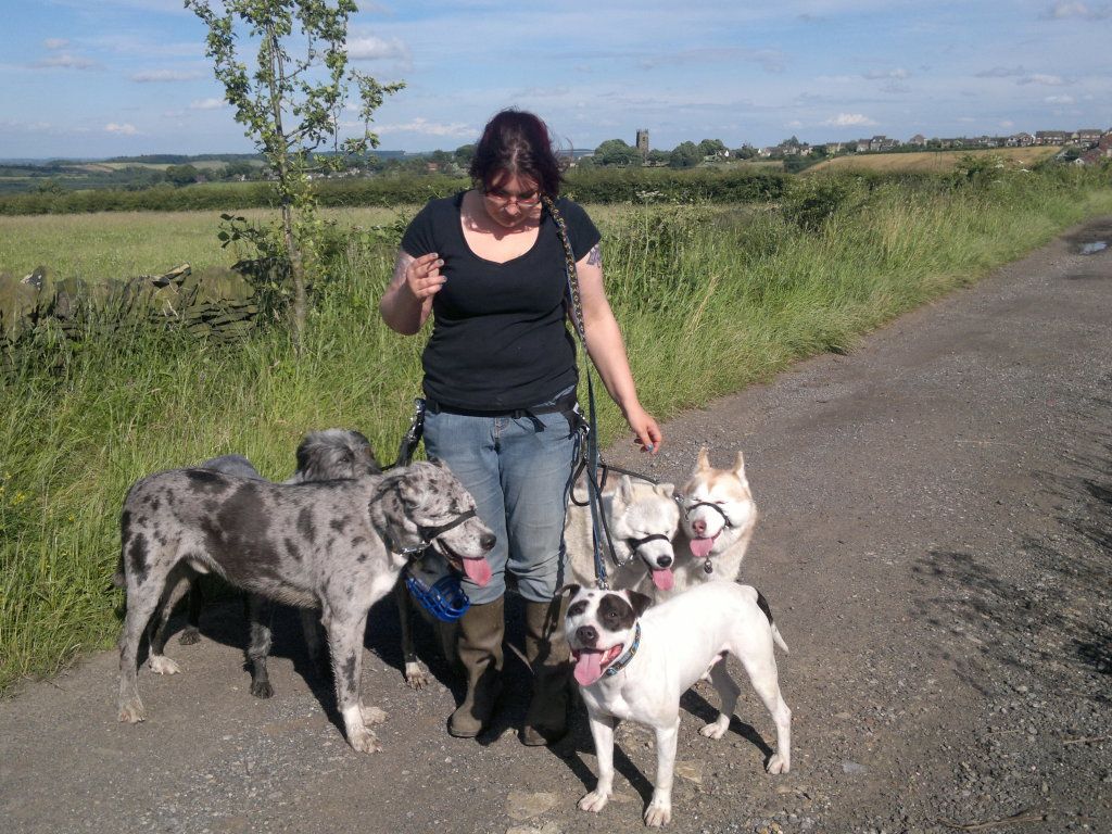 Stanley, DOB 6/2011, Yorkshire 18072012264