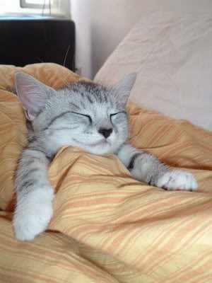  Tư Thế Ngủ Ngộ Nghĩng Của Mèo!!!!><><><><> Image__023
