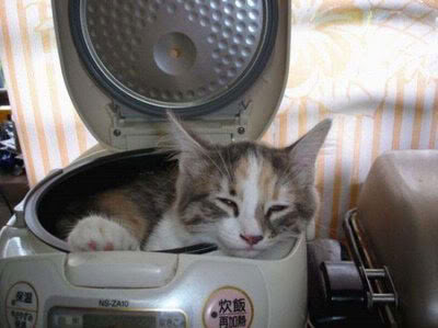  Tư Thế Ngủ Ngộ Nghĩng Của Mèo!!!!><><><><> Image__047