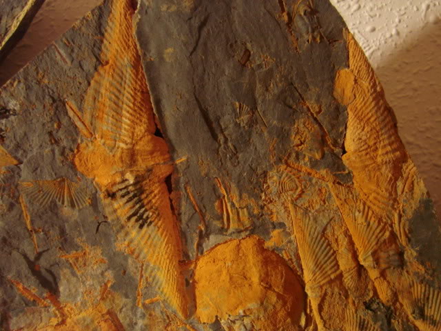 fosiles devonico Euryspiriferparadoxus3