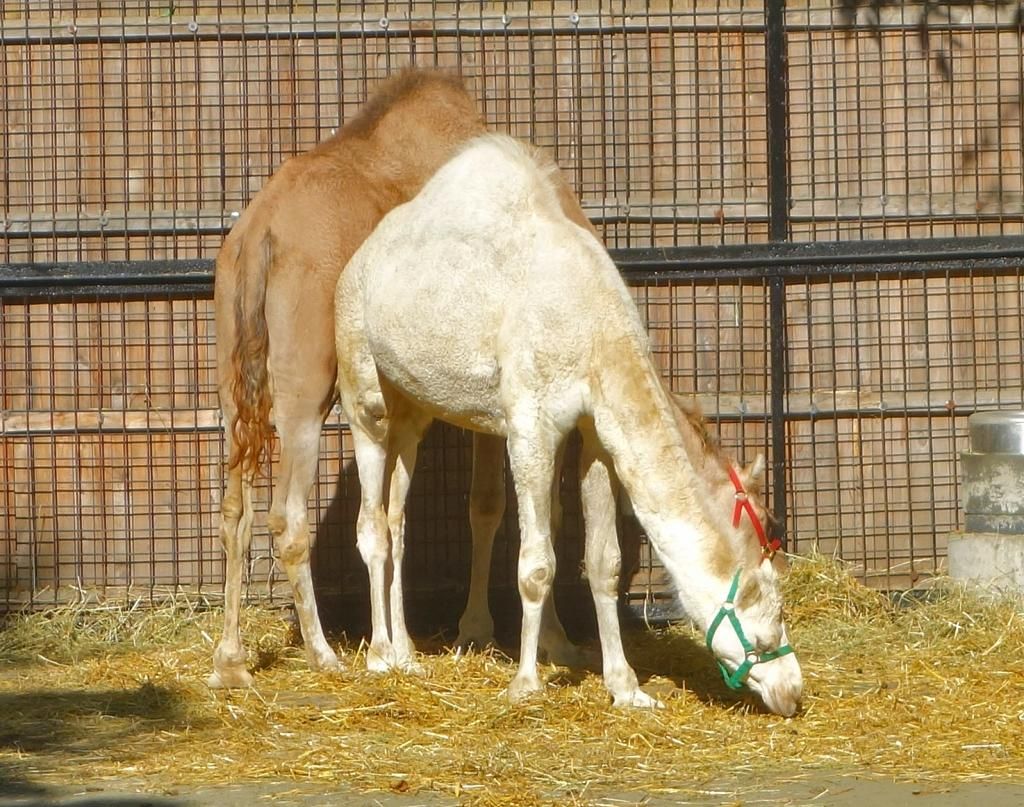 zoo photo DSC03408a_zpse04c512d.jpg