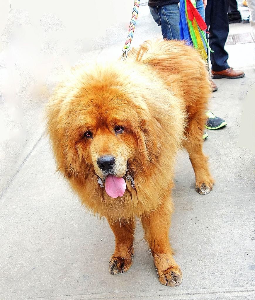 Tibetan Mastiff (Seen   for the first time in New York photo DSC04896a_zps1b0bf8c2.jpg