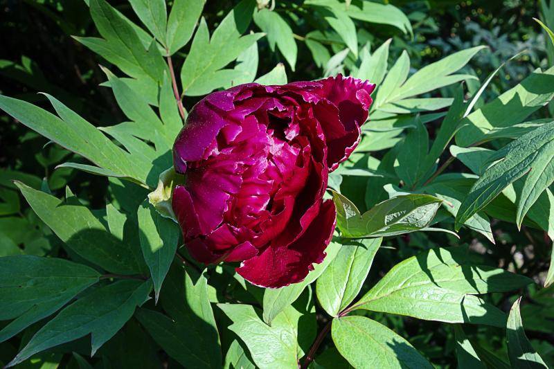 peony photo DSC06021a_zps511f45e0.jpg