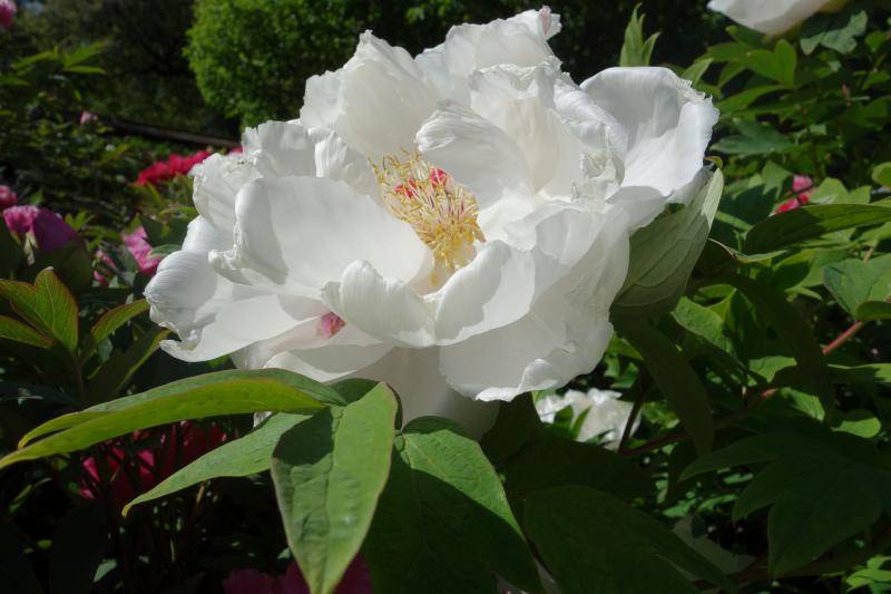 white peony photo DSC06046a_zps0c93a2f3.jpg