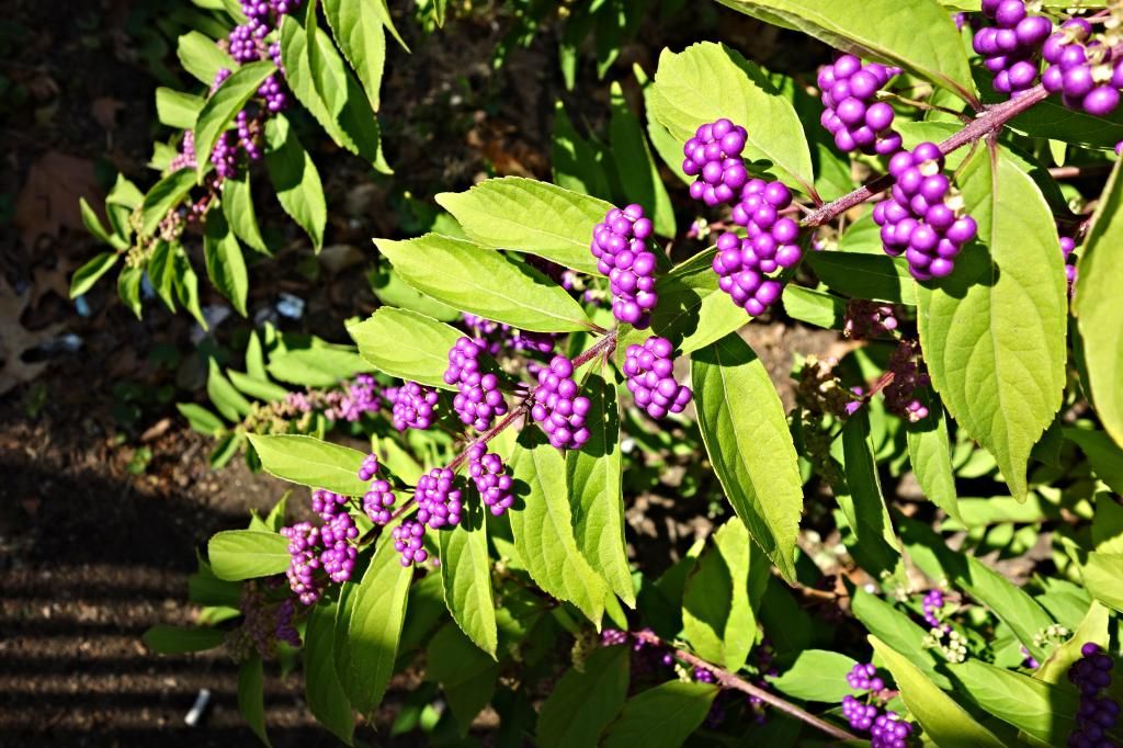 callicarpa photo DSC02344_zps985ccce9.jpg