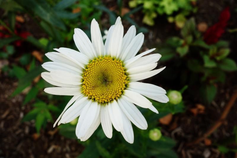 shasta daisy photo DSC09290a_zpsb655a6fc.jpg