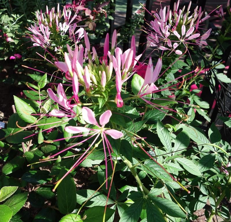 spider flowers photo DSC09295a_zps24e15655.jpg