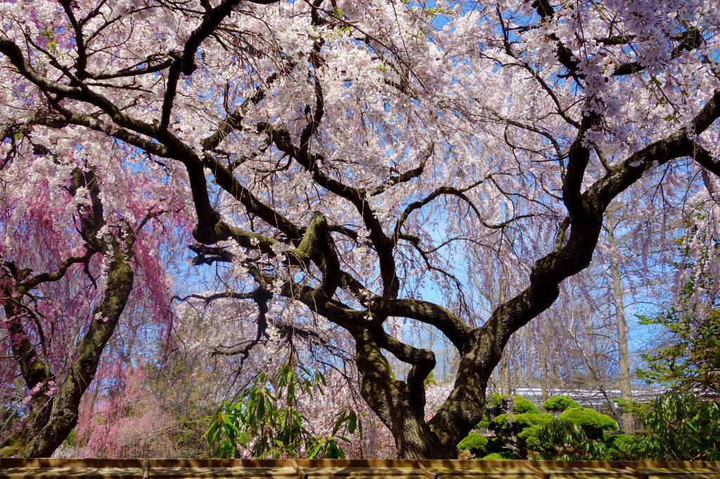 sakura photo DSC05867s_zpseba0aa13.jpg