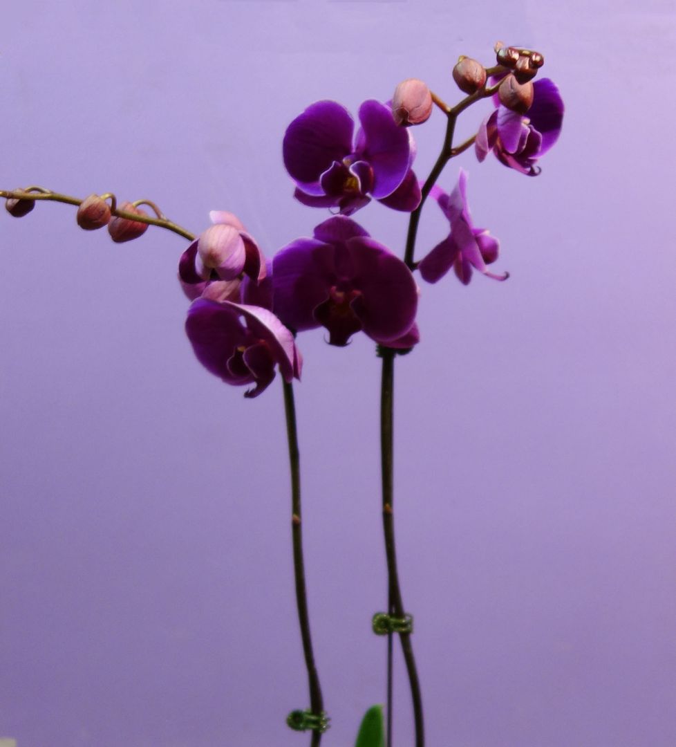 orchid photo DSC06925a_zpssr8gz2wb.jpg