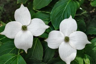 dogwood photo DSC07709a_zpscpytee6y.jpg