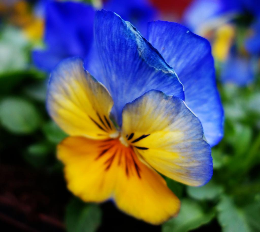 Viola Tricolor photo DSC05217a_zps4806cab2.jpg