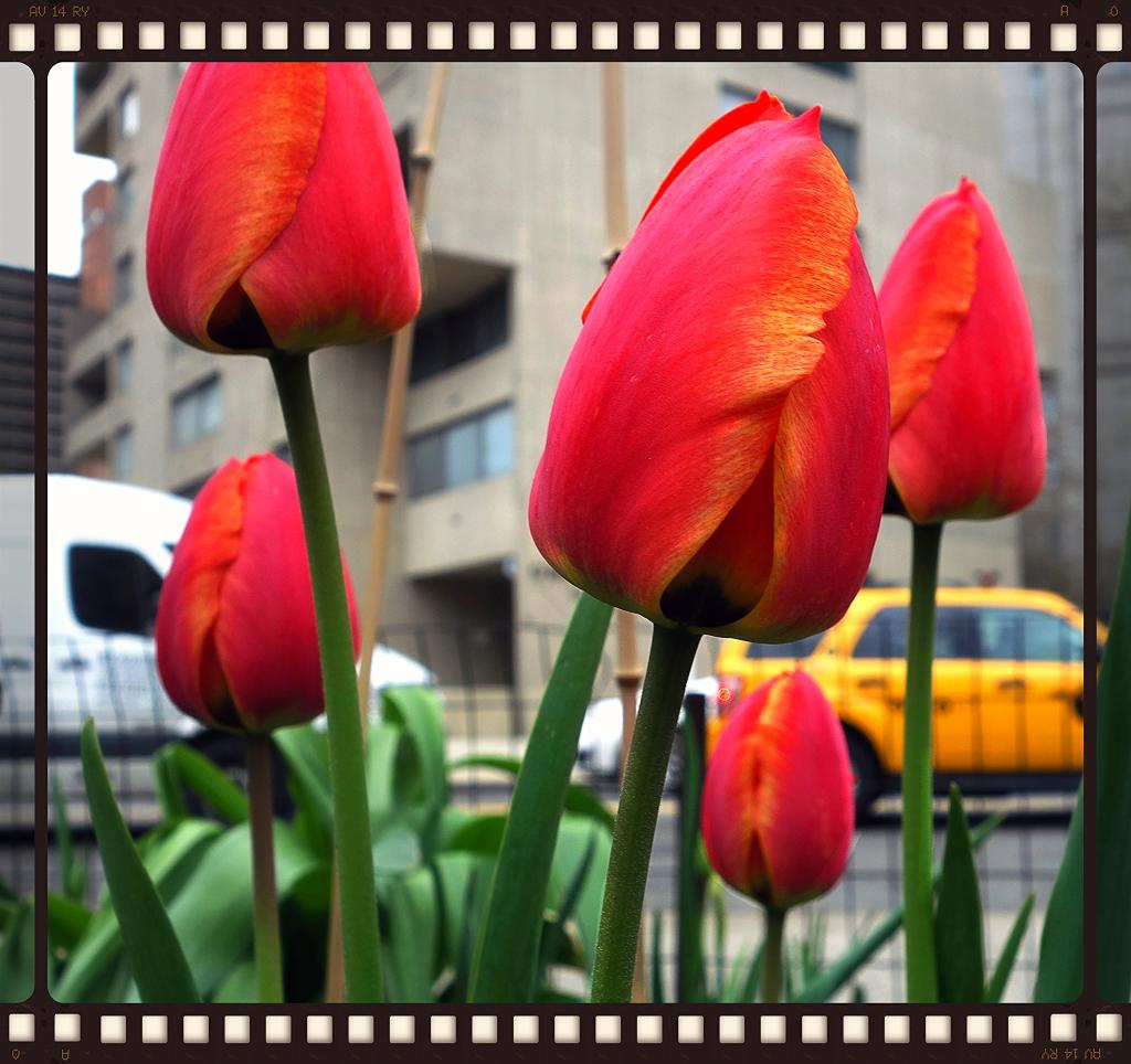 tulips photo DSC06825a_zps132066e3.jpg