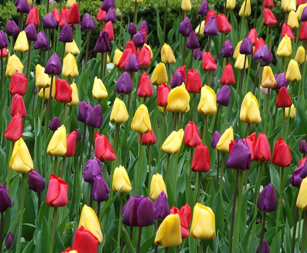 tulips photo DSC06846a_zpsac66eef2.jpg