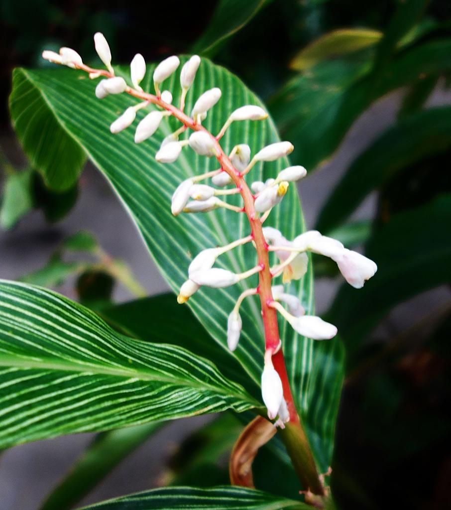 tropical flower photo DSC07042a_zpsf8978b75.jpg