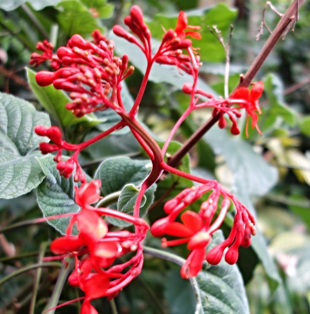 tropical flowers photo DSC07050a_zps4fa4da39.jpg