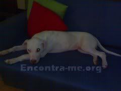 Perdido - Spike, Pit Bull Terrier,jovem, branco - Amial/Santa Luzia (Porto) 69602n