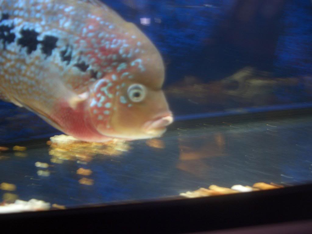 病魚10日終於好番8899啦 0013-5