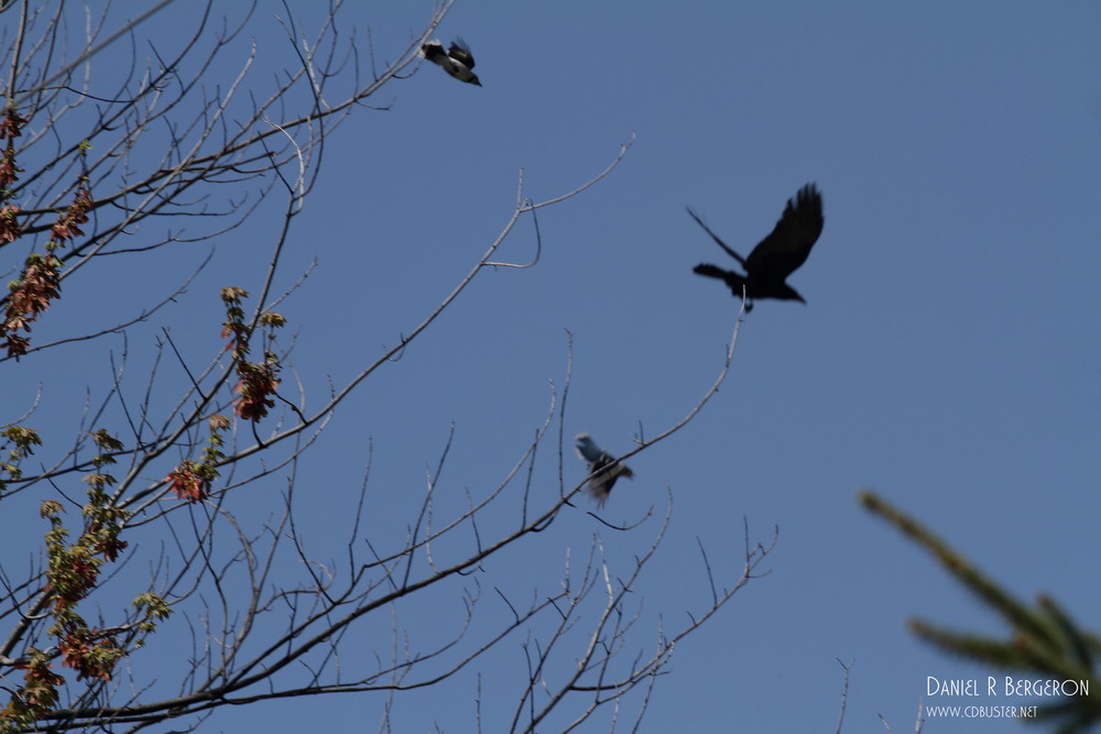 Geai bleue contre Corbeau IMG_1462