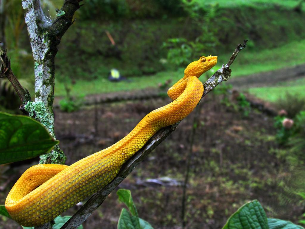 Costa Rica 2014 YellowSchleg1_zps0c0bbc16