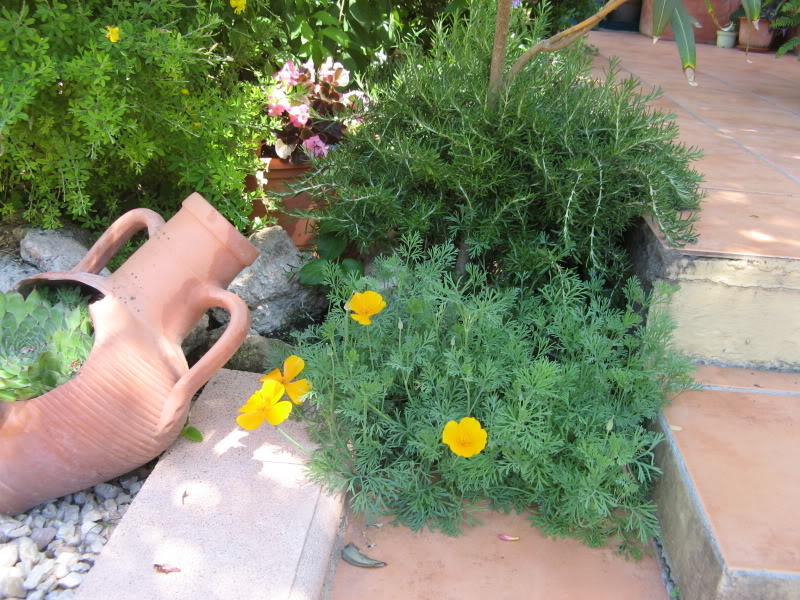 Amapola de California (Eschscholzia californica) - Página 5 Jardiin674