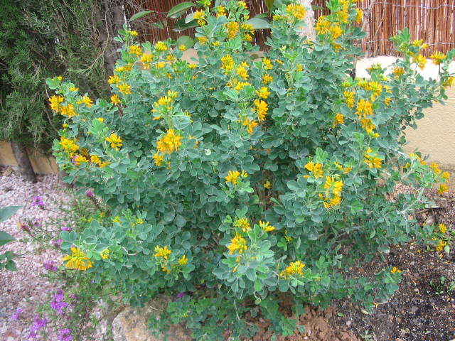 plantas con flores amarillas Plaantas002