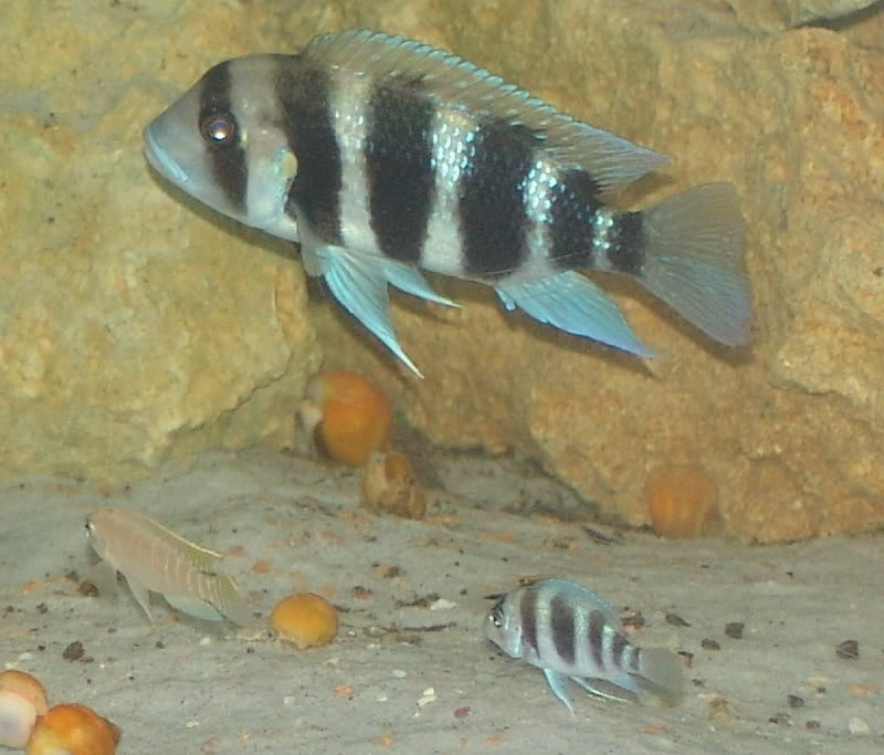 Algumas espécies do Lago Tanganyika Frontosapequenas