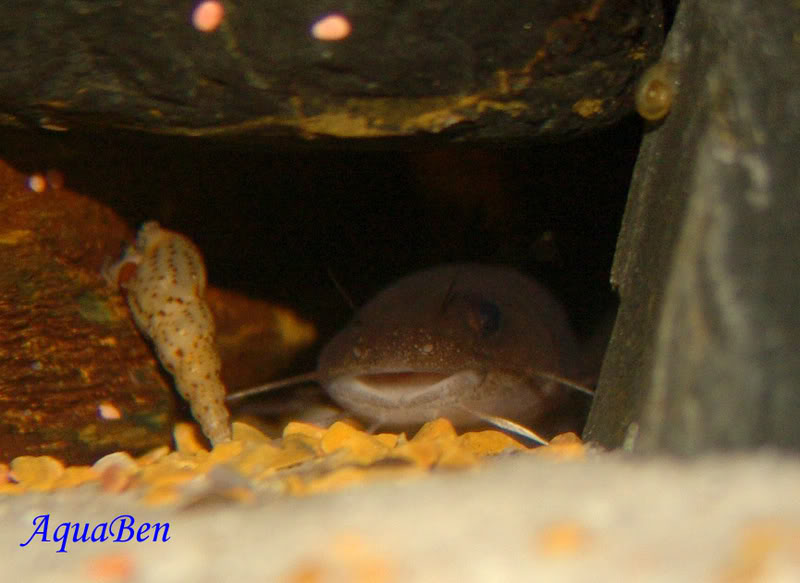 Lophiobargus brevispinis (peixe gato anão do Tanganyika) Lophiobargusbrevispinis_F_002