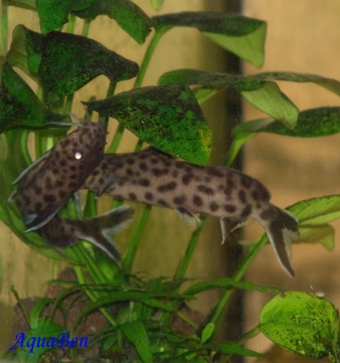 Algumas espécies do Lago Tanganyika Synodontispetricola_C_016