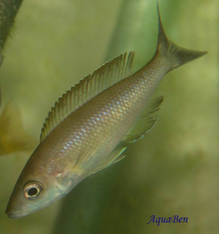 Algumas espécies do Lago Tanganyika Cyprichromisleptosoma_Tricolor_F_00