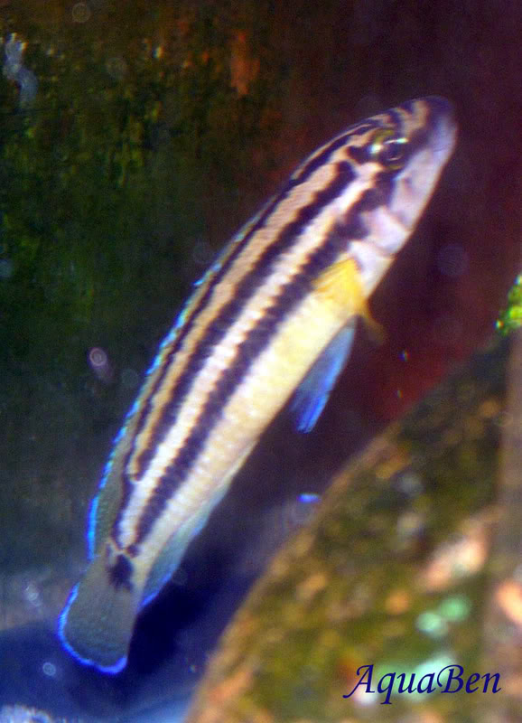 Julidochromis ornatus (Tanganyika) Julidochromisornatus_001