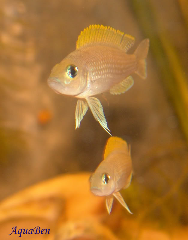 Algumas espécies do Lago Tanganyika Lamprologuscaudapuntactus_C_001