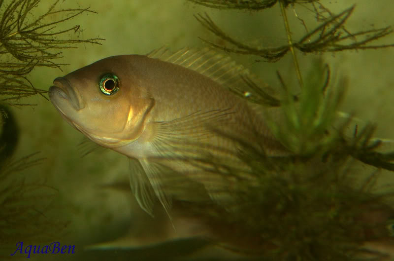 Algumas espécies do Lago Tanganyika Neolamprologusgracilis_004