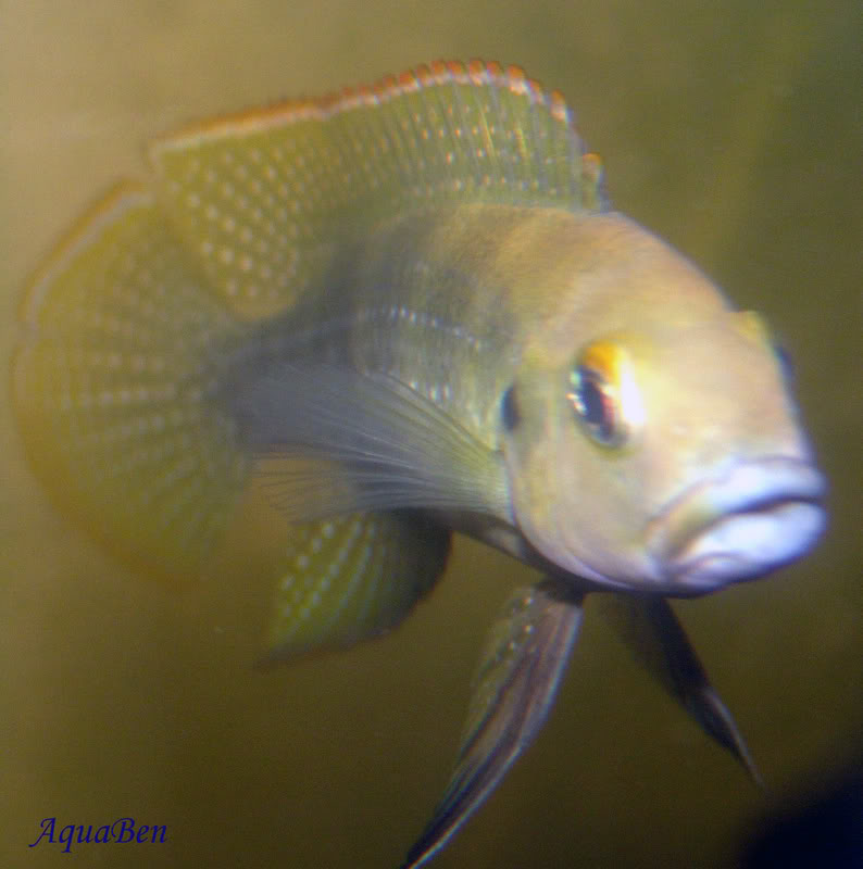 Algumas espécies do Lago Tanganyika Neolamprologustethracanthus_M_001