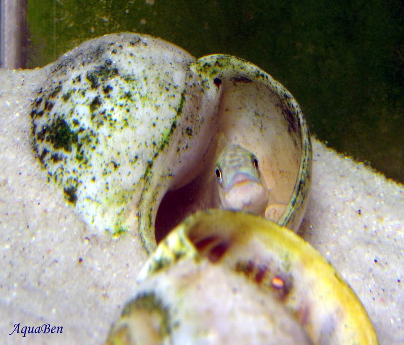 Algumas espécies do Lago Tanganyika Telmatochromissptemporalis_Shell_F_