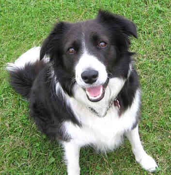 Border Collie (Granični škotski ovčar) Border-collie-0249