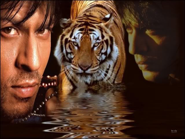 Wallpapers SRK - Page 2 Tiger