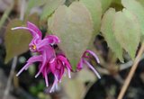 Epimedium grandiflorum ' Red Beauty' Th_EpimediumgrandiflorumRedBeauty