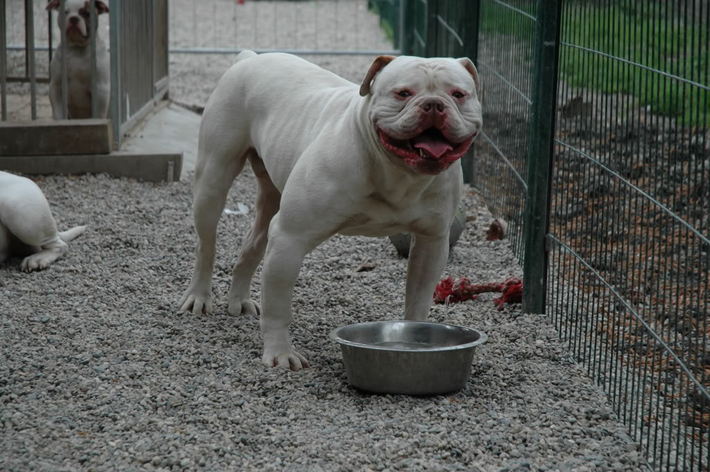 AMERICAN THUG BULLY KENNEL DSC_0224