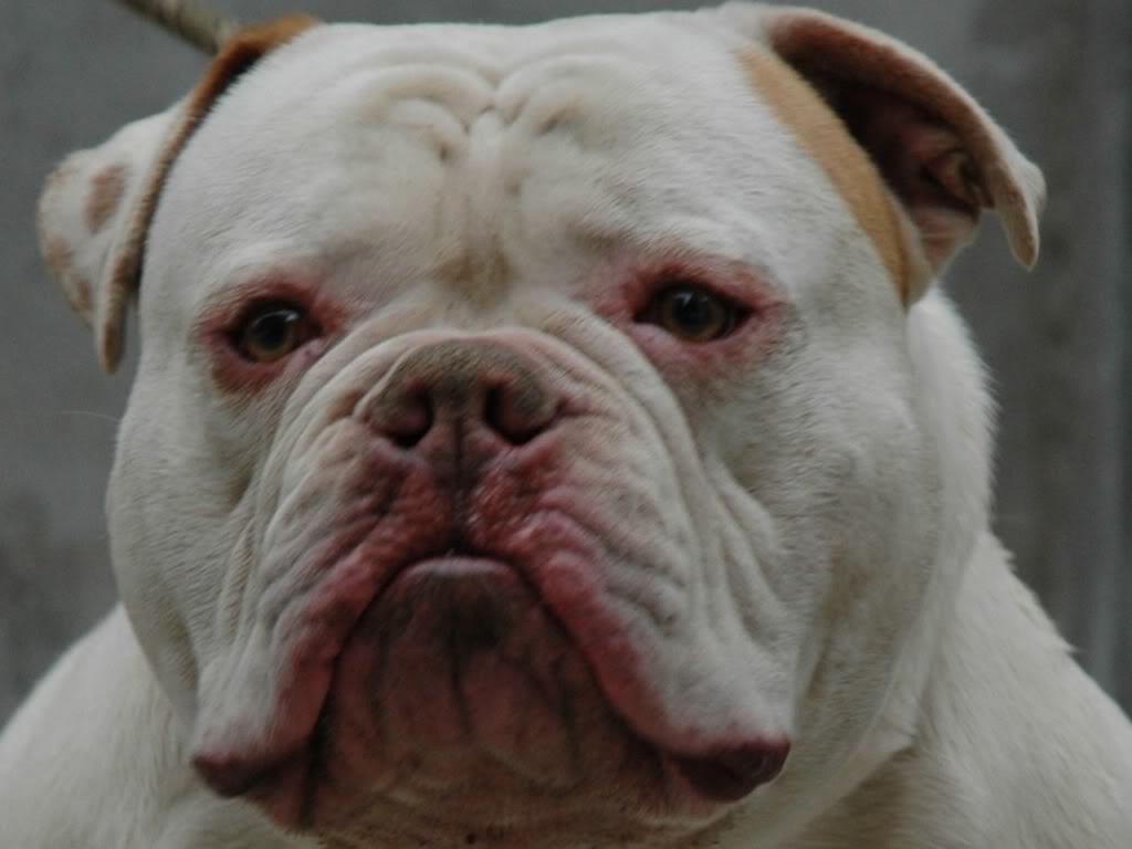 AMERICAN THUG BULLY KENNEL Sanstitre1