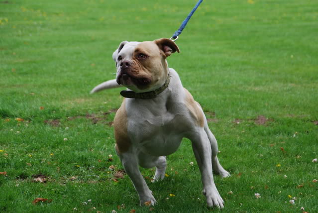 AMERICAN THUG BULLY KENNEL Milk5