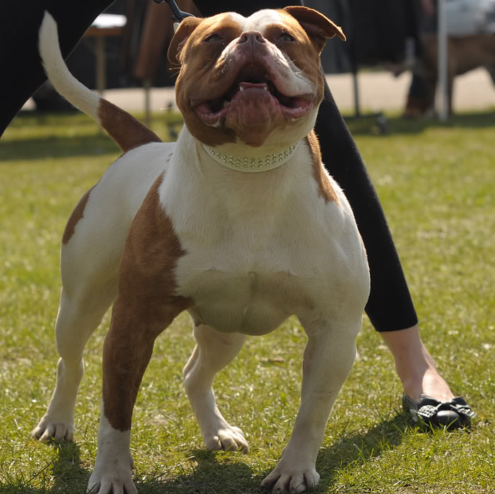 AMERICAN THUG BULLY KENNEL Show073-2