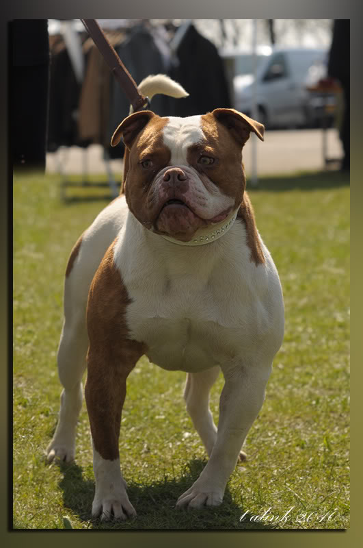 AMERICAN THUG BULLY KENNEL Show_071-2