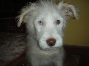 Clin, cachorrito 3 meses, x gos d'atura. Valencia Clin6