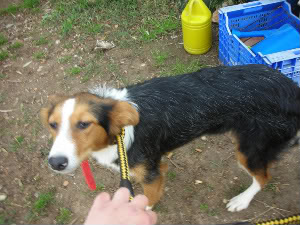 Trufa, mestiza, tamaño mediano, 8 meses. Madrid. FALLECIDA Trufa2